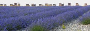 Campos de lavanda